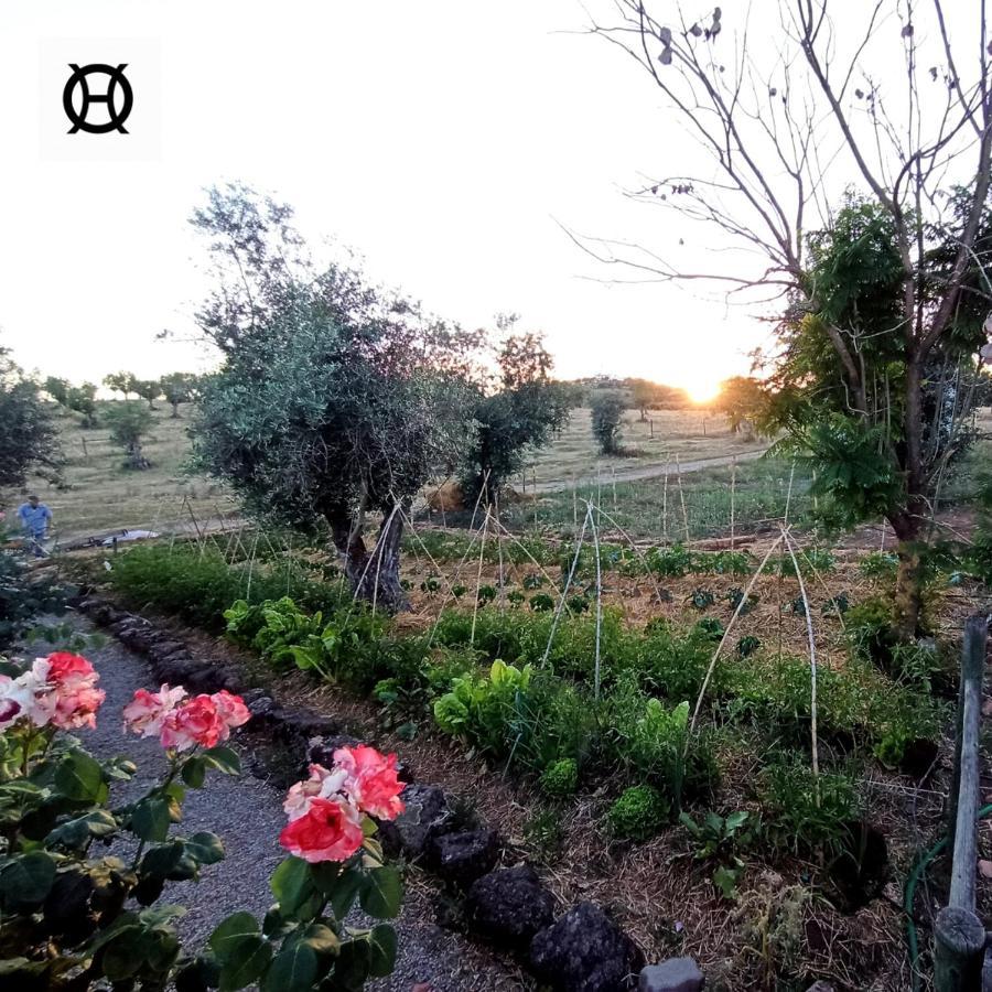 Herdade Da Ordem Cabeco de Vide Exterior photo