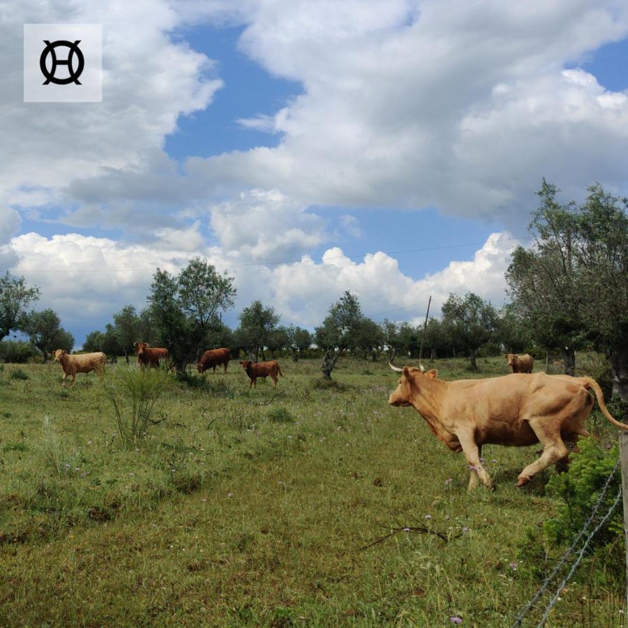 Herdade Da Ordem Cabeco de Vide Exterior photo