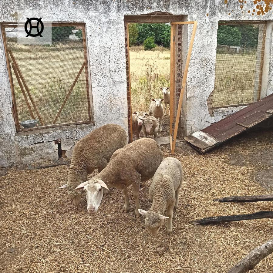 Herdade Da Ordem Cabeco de Vide Exterior photo